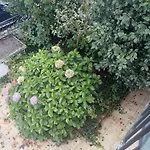 With Balconies And Garden