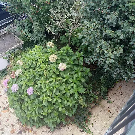 With Balconies And Garden